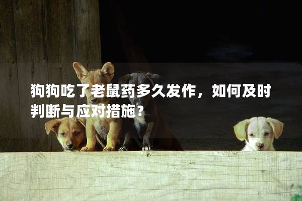 狗狗吃了老鼠药多久发作，如何及时判断与应对措施？