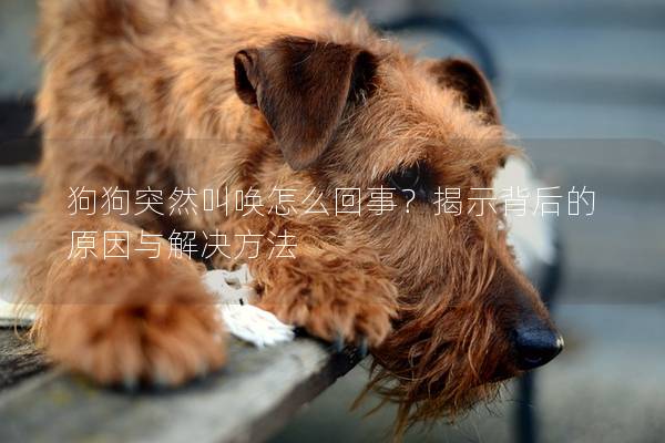 狗狗突然叫唤怎么回事？揭示背后的原因与解决方法
