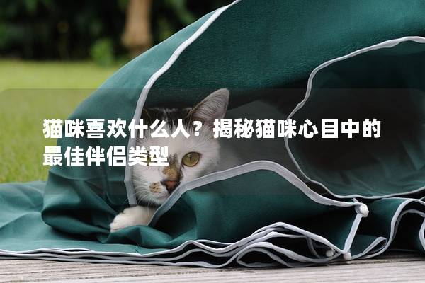 猫咪喜欢什么人？揭秘猫咪心目中的最佳伴侣类型