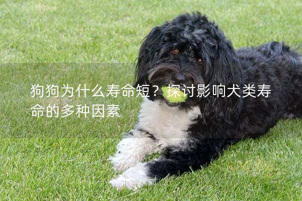 狗狗为什么寿命短？探讨影响犬类寿命的多种因素