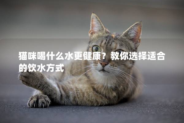 猫咪喝什么水更健康？教你选择适合的饮水方式