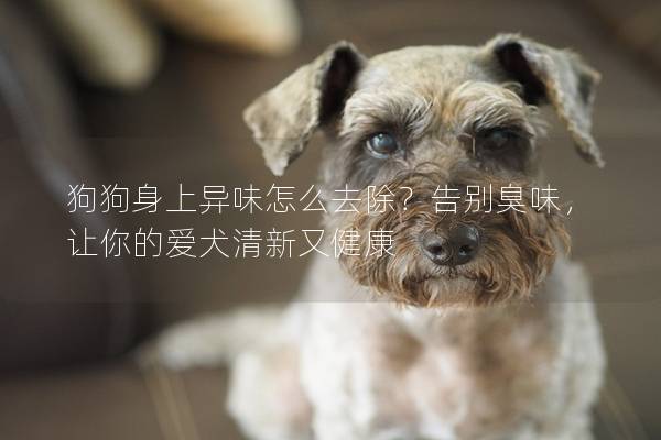 狗狗身上异味怎么去除？告别臭味，让你的爱犬清新又健康