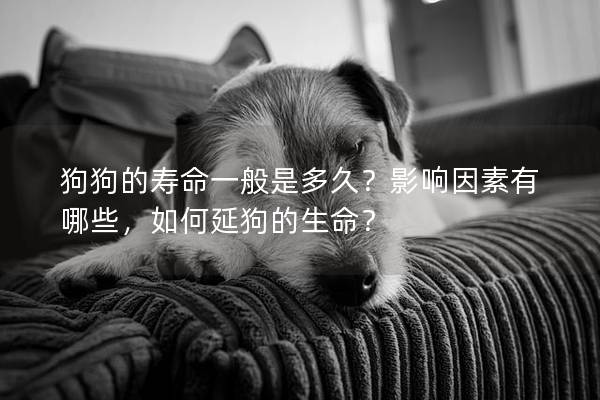 狗狗的寿命一般是多久？影响因素有哪些，如何延狗的生命？