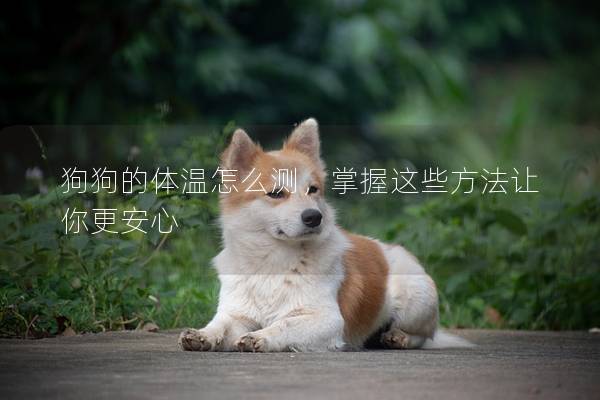狗狗的体温怎么测，掌握这些方法让你更安心