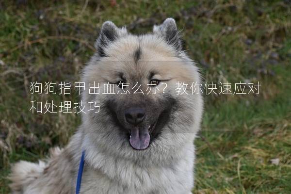 狗狗指甲出血怎么办？教你快速应对和处理技巧