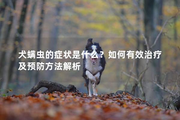犬螨虫的症状是什么？如何有效治疗及预防方法解析
