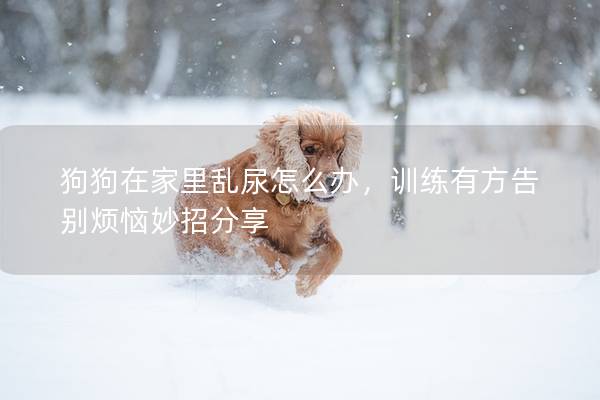 狗狗在家里乱尿怎么办，训练有方告别烦恼妙招分享