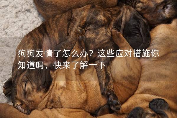 狗狗发情了怎么办？这些应对措施你知道吗，快来了解一下