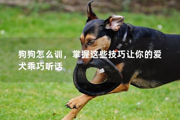 狗狗怎么训，掌握这些技巧让你的爱犬乖巧听话