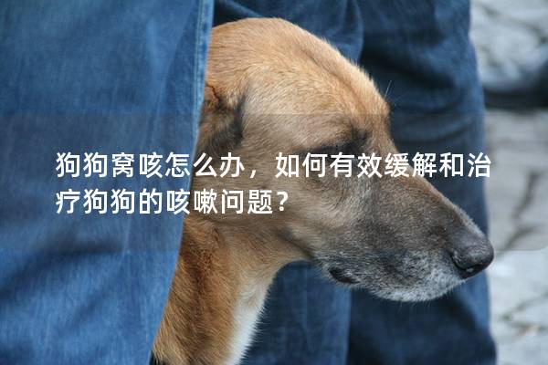 狗狗窝咳怎么办，如何有效缓解和治疗狗狗的咳嗽问题？
