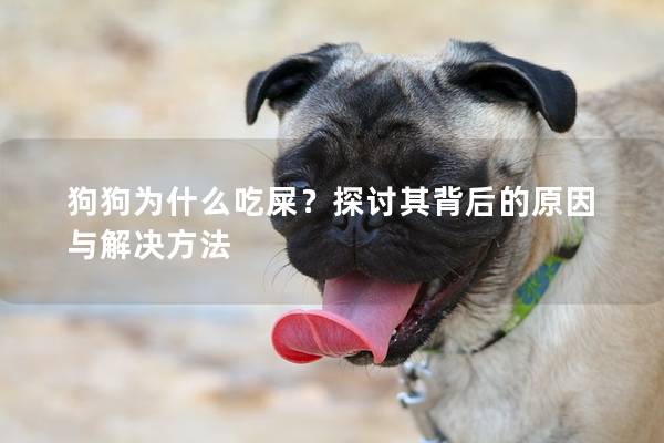 狗狗为什么吃屎？探讨其背后的原因与解决方法