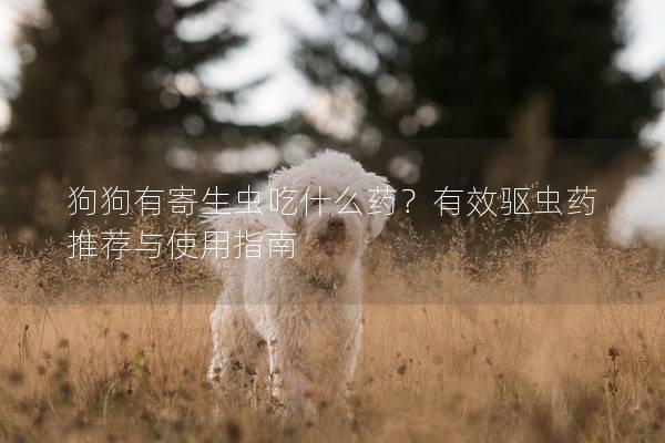 狗狗有寄生虫吃什么药？有效驱虫药推荐与使用指南