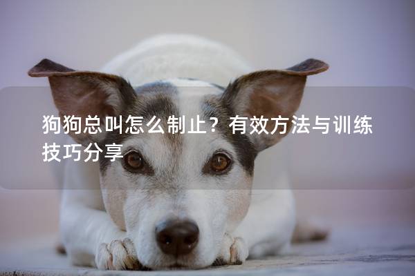 狗狗总叫怎么制止？有效方法与训练技巧分享