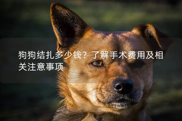 狗狗结扎多少钱？了解手术费用及相关注意事项