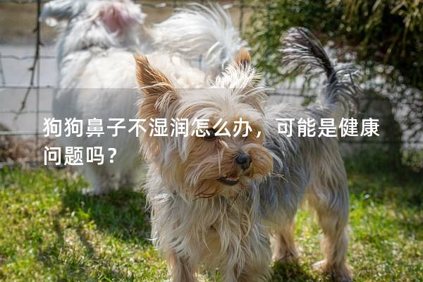 狗狗鼻子不湿润怎么办，可能是健康问题吗？