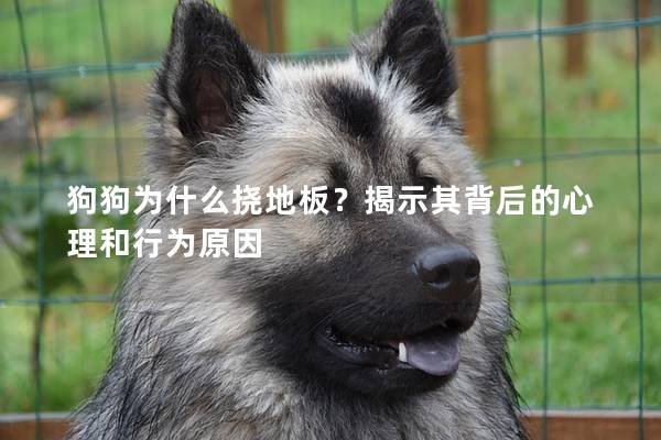 狗狗为什么挠地板？揭示其背后的心理和行为原因