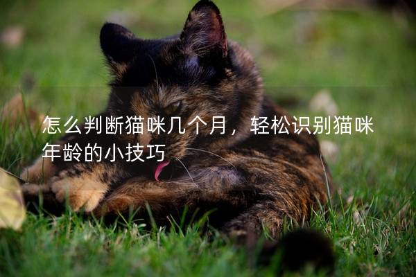 怎么判断猫咪几个月，轻松识别猫咪年龄的小技巧