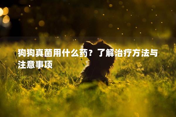 狗狗真菌用什么药？了解治疗方法与注意事项
