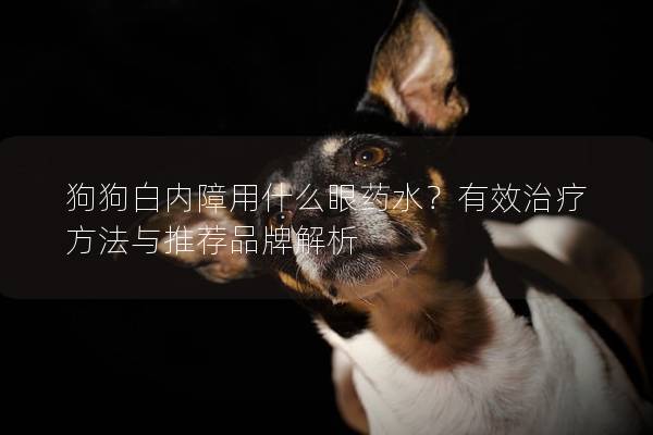 狗狗白内障用什么眼药水？有效治疗方法与推荐品牌解析