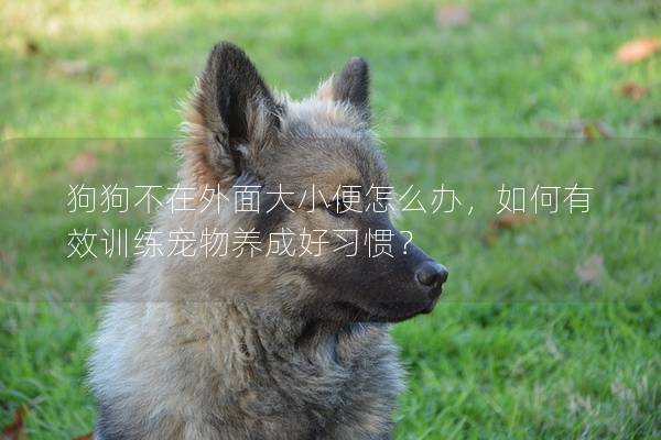 狗狗不在外面大小便怎么办，如何有效训练宠物养成好习惯？