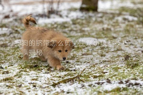 狗狗的脐带怎么剪，注意事项与技巧分享揭秘