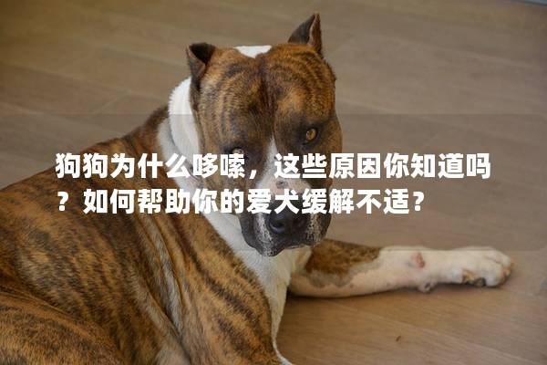 狗狗为什么哆嗦，这些原因你知道吗？如何帮助你的爱犬缓解不适？