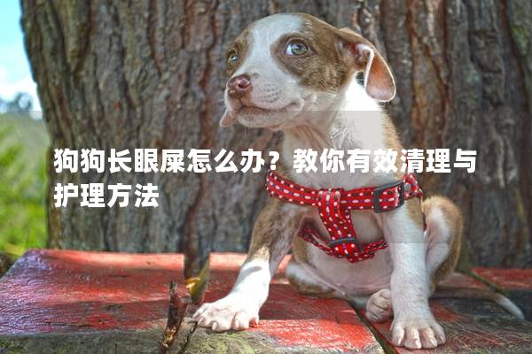 狗狗长眼屎怎么办？教你有效清理与护理方法
