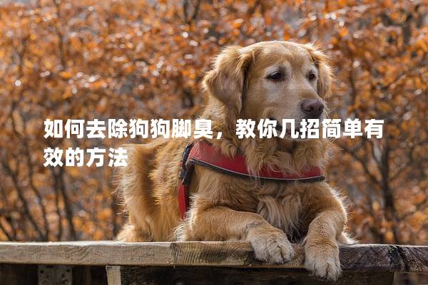 如何去除狗狗脚臭，教你几招简单有效的方法