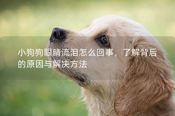 小狗狗眼睛流泪怎么回事，了解背后的原因与解决方法