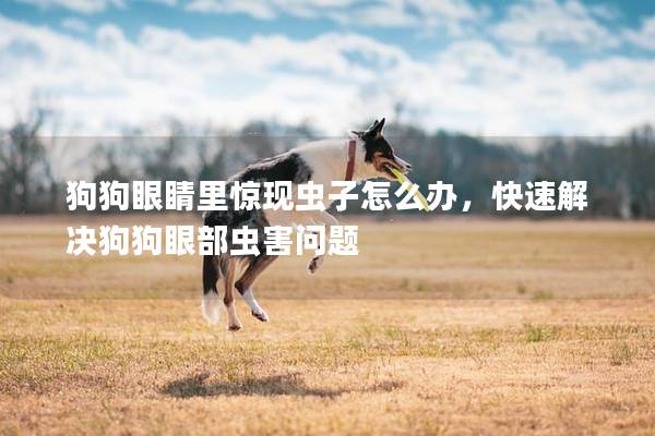 狗狗眼睛里惊现虫子怎么办，快速解决狗狗眼部虫害问题