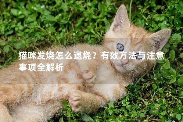猫咪发烧怎么退烧？有效方法与注意事项全解析