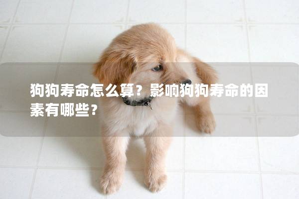 狗狗寿命怎么算？影响狗狗寿命的因素有哪些？