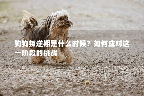 狗狗叛逆期是什么时候？如何应对这一阶段的挑战