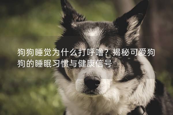 狗狗睡觉为什么打呼噜？揭秘可爱狗狗的睡眠习惯与健康信号