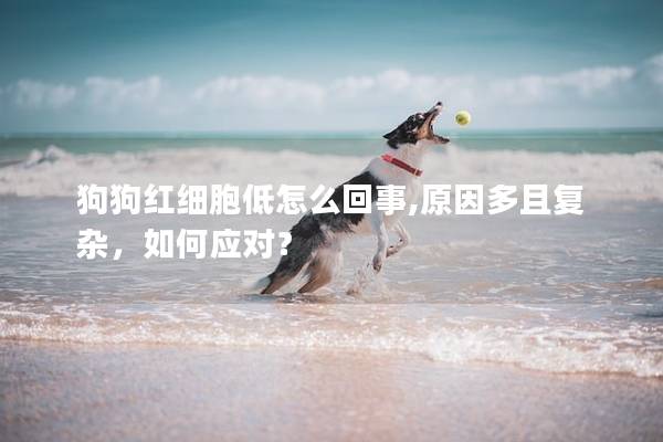 狗狗红细胞低怎么回事,原因多且复杂，如何应对？