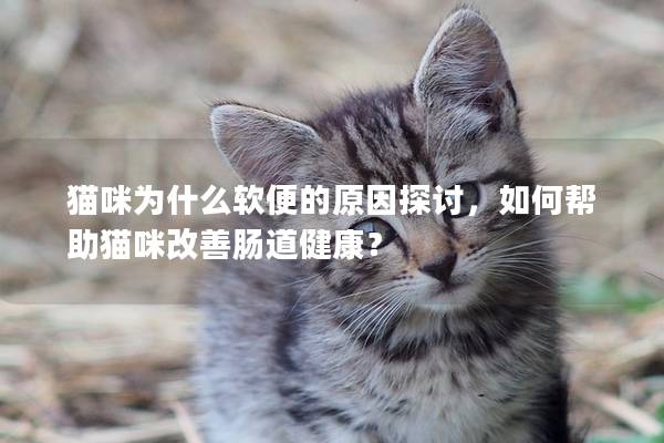 猫咪为什么软便的原因探讨，如何帮助猫咪改善肠道健康？