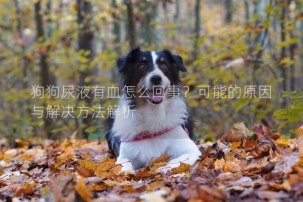 狗狗尿液有血怎么回事？可能的原因与解决方法解析