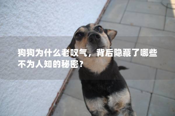 狗狗为什么老叹气，背后隐藏了哪些不为人知的秘密？