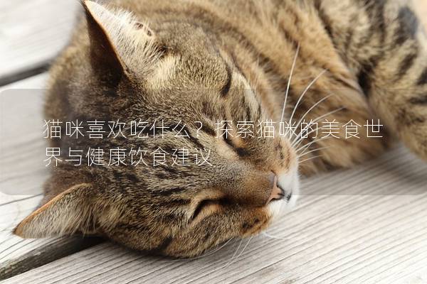 猫咪喜欢吃什么？探索猫咪的美食世界与健康饮食建议