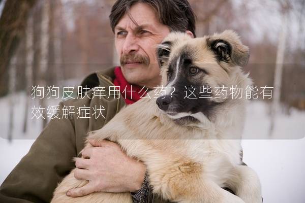 狗狗皮肤痒用什么药？这些药物能有效缓解症状