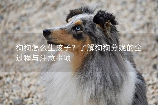 狗狗怎么生孩子？了解狗狗分娩的全过程与注意事项