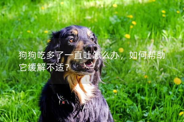 狗狗吃多了一直吐怎么办，如何帮助它缓解不适？
