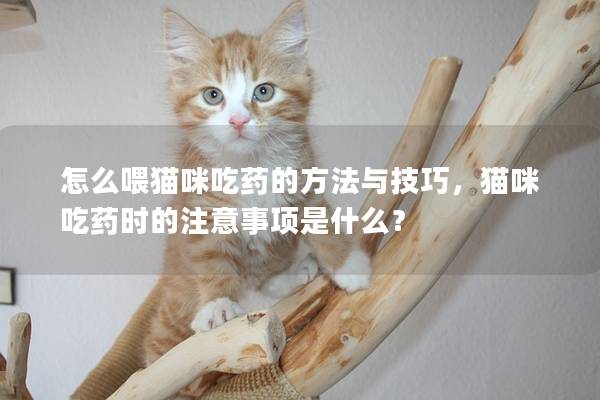 怎么喂猫咪吃药的方法与技巧，猫咪吃药时的注意事项是什么？