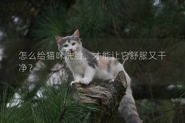 怎么给猫咪洗脸，才能让它舒服又干净？