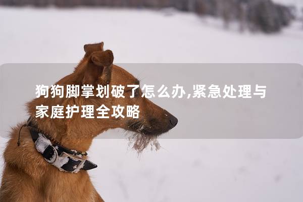 狗狗脚掌划破了怎么办,紧急处理与家庭护理全攻略