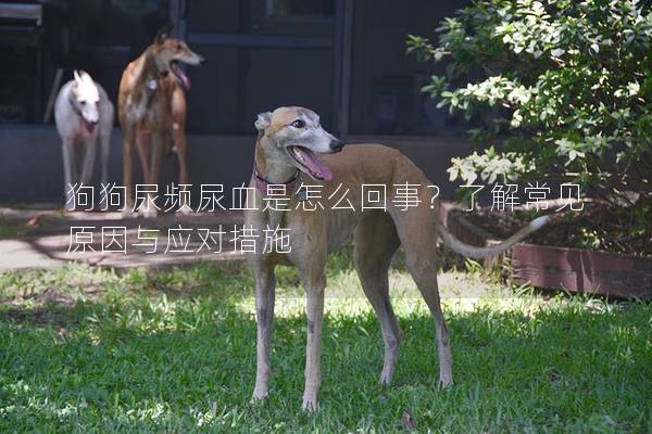 狗狗尿频尿血是怎么回事？了解常见原因与应对措施