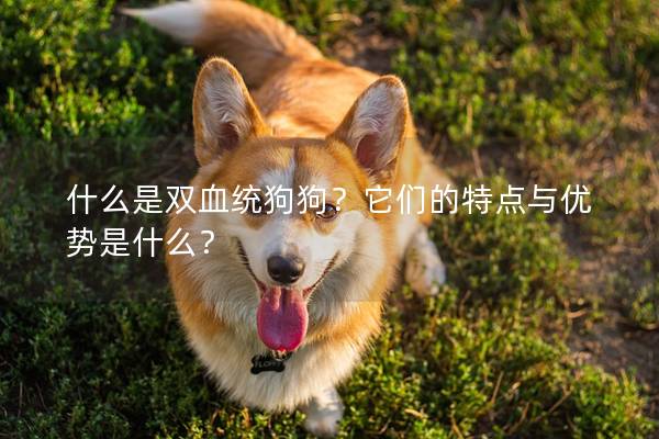 什么是双血统狗狗？它们的特点与优势是什么？