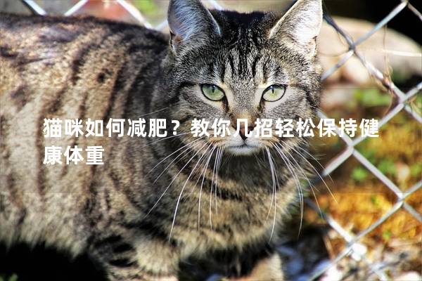 猫咪如何减肥？教你几招轻松保持健康体重
