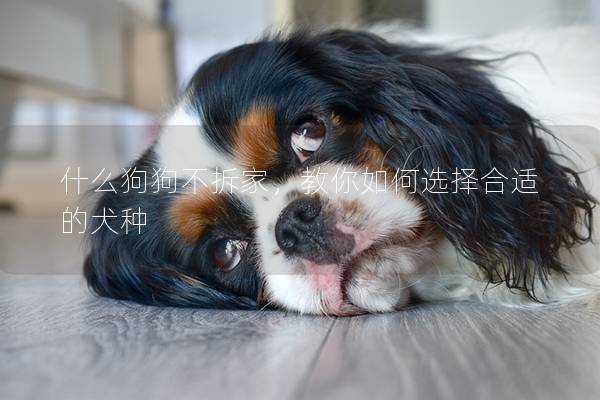 什么狗狗不拆家，教你如何选择合适的犬种
