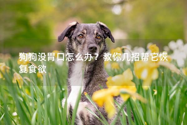 狗狗没胃口怎么办？教你几招帮它恢复食欲